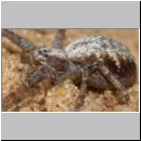Philodromus cf cespitum - Laufspinne w01d.jpg